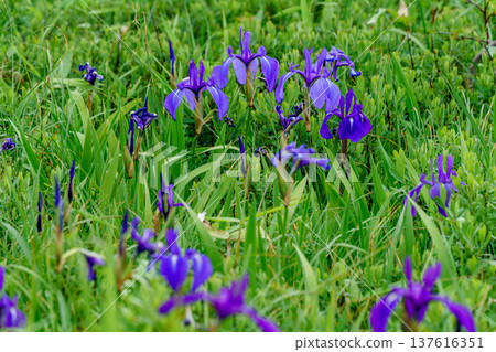 Iris blooming in the Sarobetsu Plains, a marshland flower in the Soya region of Hokkaido 137616351