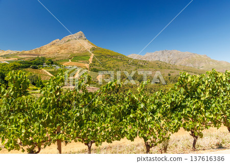 Sunlit vineyard in South Africa Sunlit vineyard in South Africa 137616386