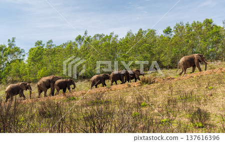 Elephant herd walking in South Africa Elephant herd walking in South Africa 137616396