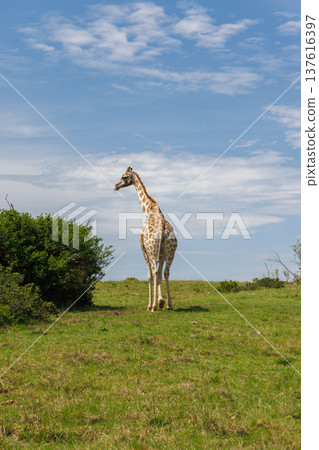 Giraffe in the wild in South Africa Giraffe in the wild in South Africa 137616397