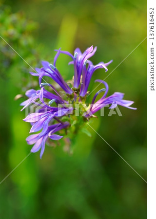 Flowers of Sawafuukyo Flowers of Sawafuukyo 137616452