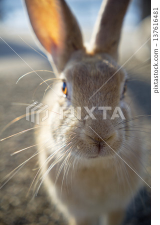 A close-up of a rabbit from the front, its whiskers shining in the backlight. Its amber eyes and soft fur are beautiful. A close-up of a rabbit from the front, its whiskers shining in the backlight. Its amber eyes and soft fur are beautiful. 137616481