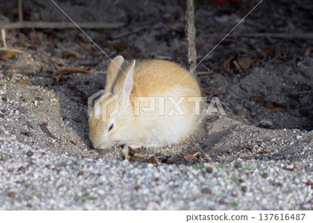 A cream-colored baby rabbit curled up and resting in the sand. Its small, compact appearance is irresistibly cute. A cream-colored baby rabbit curled up and resting in the sand. Its small, compact appearance is irresistibly cute. 137616487