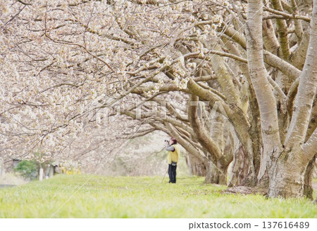 Spring: A woman holding a walking stick takes a photo under a cherry blossom tree in full bloom Spring: A woman holding a walking stick takes a photo under a cherry blossom tree in full bloom 137616489