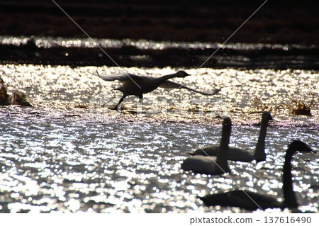 The moment a bird takes flight from a rice paddy 137616490