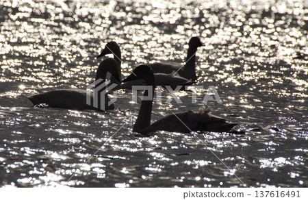 Swans meeting beaks in a rice field 137616491
