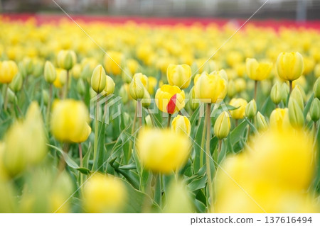 Spring: A splash of color in a field of blooming tulips 137616494