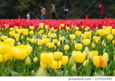 Spring: Families enjoying the tulip fields in full bloom Spring: Families enjoying the tulip fields in full bloom 137616495