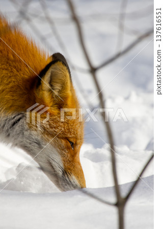 A red fox burying its face in the snow A red fox burying its face in the snow 137616551