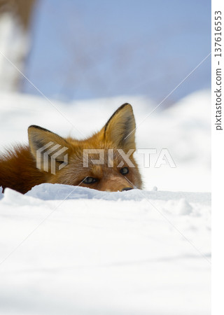 A red fox quietly peeks out from behind a wall of snow and gazes at us. Its clear eyes and the white of the snow make a striking and unique sight. 137616553