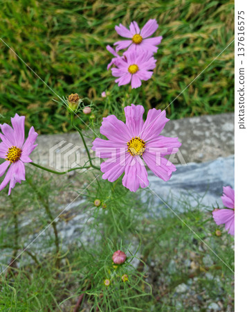 Close up of pink cosmos Close up of pink cosmos 137616575