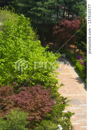 It is a garden walkway with trees. It is a garden walkway with trees. 137616577