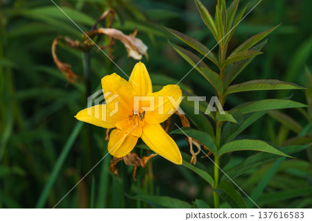 Daylilies blooming in the Sarobetsu Plains, a marshland flower in the Soya region of Hokkaido Daylilies blooming in the Sarobetsu Plains, a marshland flower in the Soya region of Hokkaido 137616583