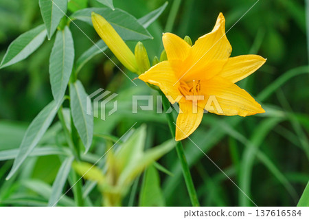 在北海道宗谷地區的佐羅別越平原上盛開的萱草，是一種沼澤花卉。 137616584