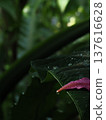 The contrast between the water droplets dripping from the large leaves and the pink petals 137616628