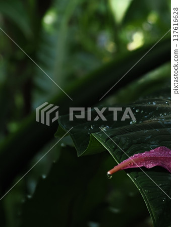 The contrast between the water droplets dripping from the large leaves and the pink petals The contrast between the water droplets dripping from the large leaves and the pink petals 137616628