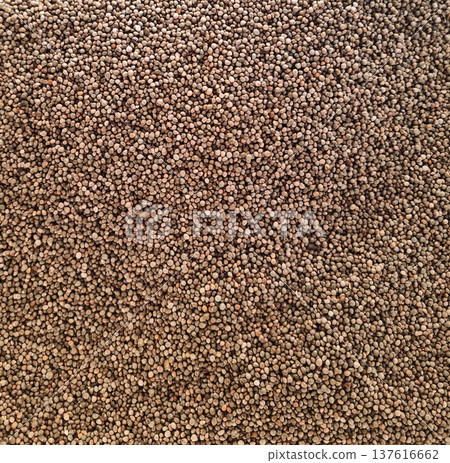 It is a collection of harvested perilla seeds. It is a collection of harvested perilla seeds. 137616662