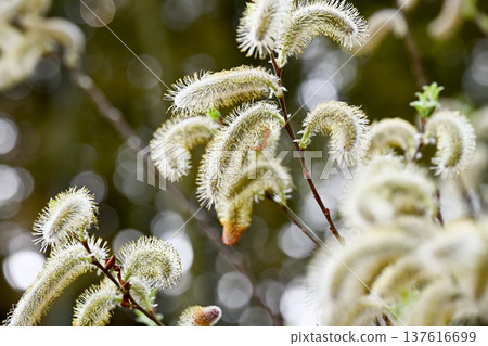 Feline Willi 137616699