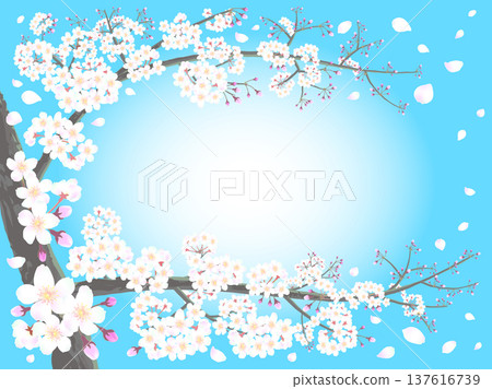 Cherry blossoms and blue sky, petal fluttering frame Cherry blossoms and blue sky, petal fluttering frame 137616739