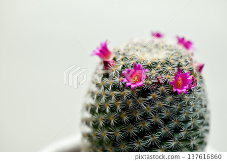 仙人掌花 137616860