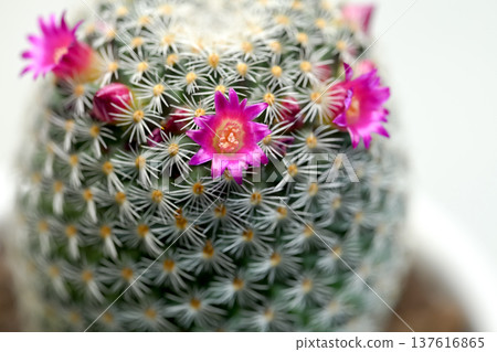 仙人掌花 仙人掌花 137616865
