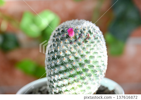 仙人掌花 137616872