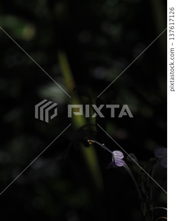一片淡紫色的花瓣和一滴水從黑暗中浮現出來。 137617126