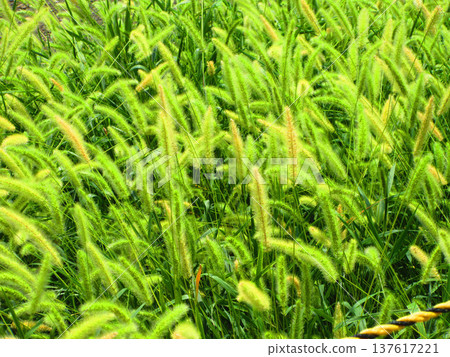 A landscape of green foxtail growing in clusters A landscape of green foxtail growing in clusters 137617221