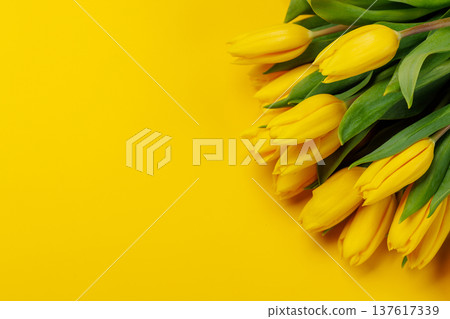 Yellow tulips on yellow background Yellow tulips on yellow background 137617339