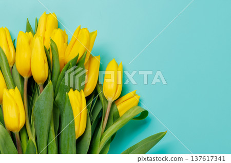 Yellow tulips on blue background 137617341