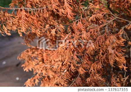 Thuja occidentalis (Cupressaceae) European Gold Thuja occidentalis (Cupressaceae) European Gold 137617355
