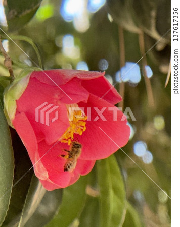 A Japanese honeybee resting on a red camellia flower and sucking nectar A Japanese honeybee resting on a red camellia flower and sucking nectar 137617356