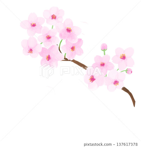 Cherry blossoms in full bloom with branches Cherry blossoms in full bloom with branches 137617378