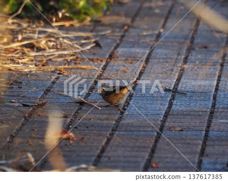 A female Daurian redstart found on the Arakawa riverbed in winter A female Daurian redstart found on the Arakawa riverbed in winter 137617385