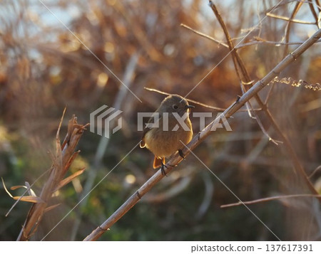A female Daurian redstart perched on a branch on the Arakawa riverbed in winter 137617391