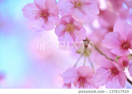 河津櫻花宣布春天的到來 河津櫻花宣布春天的到來 137617420