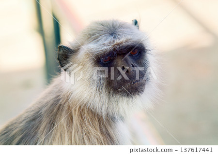 Langur monkey portrait on the background of ancient temple Langur monkey portrait on the background of ancient temple 137617441