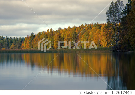Rich range of colors of autumn forest on shore of quiet foggy lake Rich range of colors of autumn forest on shore of quiet foggy lake 137617446