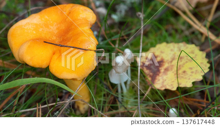 Chanterelle yellow and other mushrooms in a forest Chanterelle yellow and other mushrooms in a forest 137617448