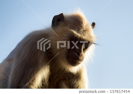 Langur monkey portrait against the clear night sky. 137617454