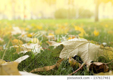 Autumn arrived in city, urban nature 137617461
