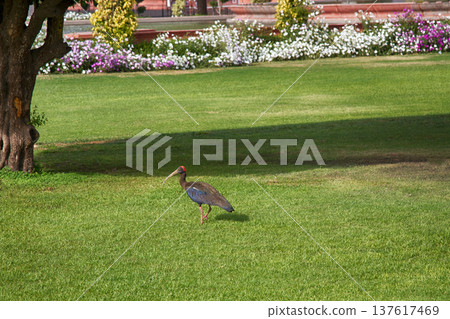 Sacred IBIS (Black ibis, Pseudibis papillosa) Sacred IBIS (Black ibis, Pseudibis papillosa) 137617469