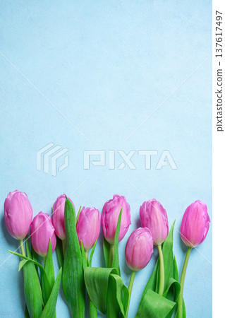 Pink tulips on blue pastel background. Spring Floral Mockup for Greeting Cards or Invitation. Pink tulips on blue pastel background. Spring Floral Mockup for Greeting Cards or Invitation. 137617497
