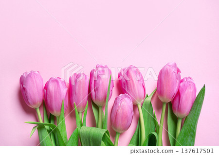 Pink tulips on pink pastel background. Spring Floral Mockup for Greeting Cards or Invitation. 137617501