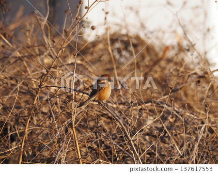 A shrike perched on a branch on the Arakawa riverbank 137617553