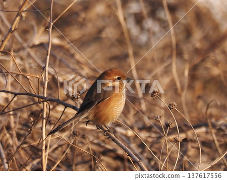 A shrike perched on a branch on the Arakawa riverbank 137617556