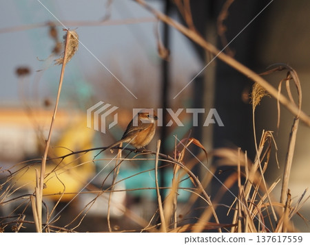 A shrike perched on a branch on the Arakawa riverbank 137617559