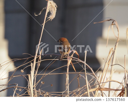 A shrike perched on a branch on the Arakawa riverbank 137617560