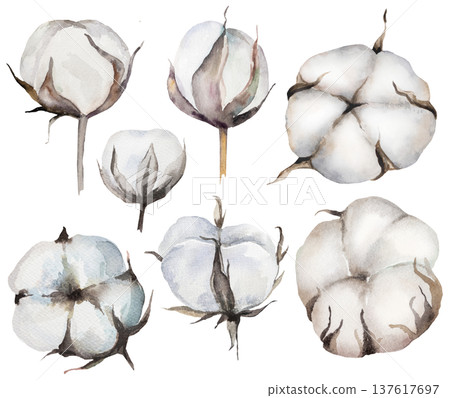 Hand painted watercolor dried cotton flowers, Bohemian wedding isolated illustration element 137617697