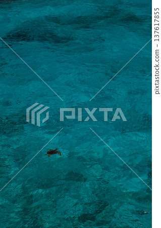 海龜在清澈碧綠的海水中暢遊，廣闊的海洋留白 137617855